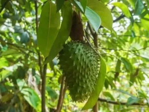 Hanuman Fruit