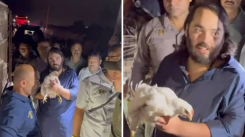 अंबानी का बेटा सच्चा सनातनी! अनंत ने बचाईं बूचड़खाने जा रही 250 मुर्गियां, दोगुनी कीमत दी