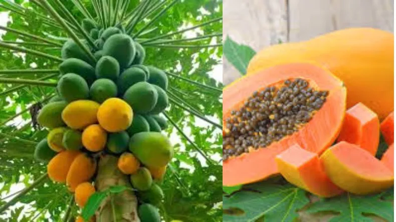 गर्मियों में पपीता कितना फायदेमंद होता है, स्किन को भी ग्लोइंग बनाने में मददगार