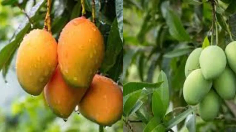 गर्मियों में आम खाना क्यों जरूरी, जानें सेहत के लिए कितना फायदेमंद