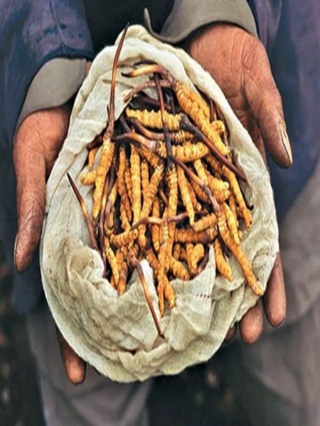 वियाग्रा की कीमत सुनकर आप चौक जायेंगे!