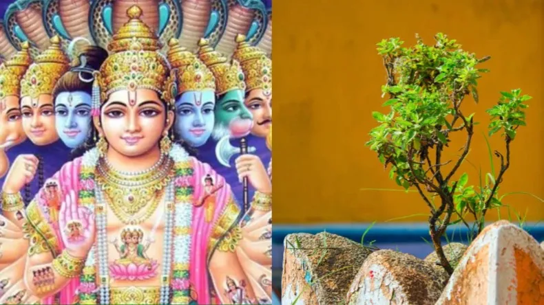 निर्जला एकादशी के दिन करें तुलसी से जुड़े उपाय, होगी सुख-समृद्धि में बढ़ोतरी
