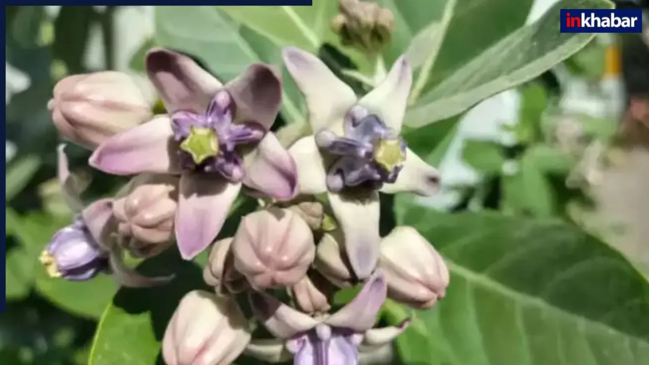 300 पार पहुंचे शुगर को भी खून से चूस-चूसकर बाहर निकाल फेंकता है ये हरा पत्ता, बस 20 दिनों तक नियम से बांध लें पैरों पर, डायबिटीज की लग जाएगी लंका!