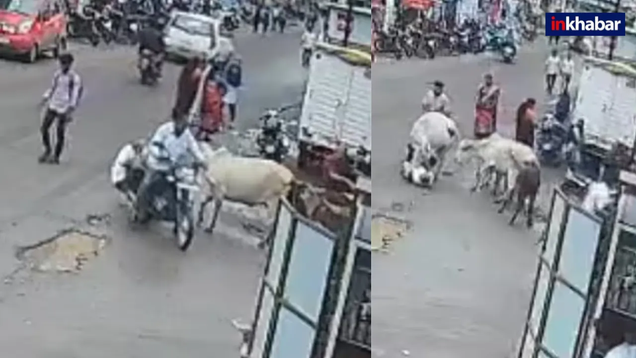 गायों का ऐसा रूप नहीं देखा होगा, Video में 2 बुजुर्गों का किया ऐसा हाल, देखकर फट जाएगा कलेजा