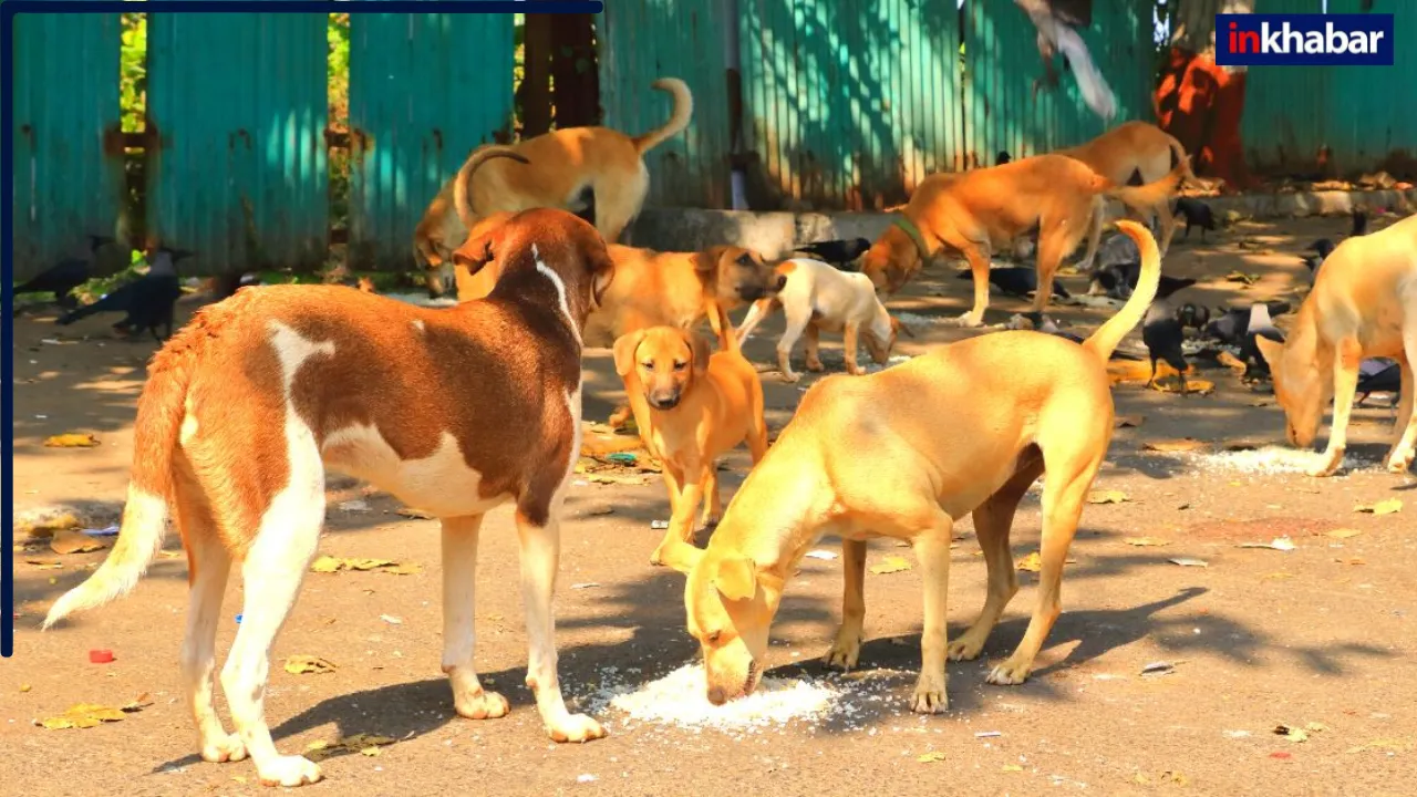 नोएडा में आवारा कुत्तों का कहर, 5 महीने में 74,550 लोगों को बनाया अपना शिकार, हर रोज के मामले जान होश उड़ जाएंगे
