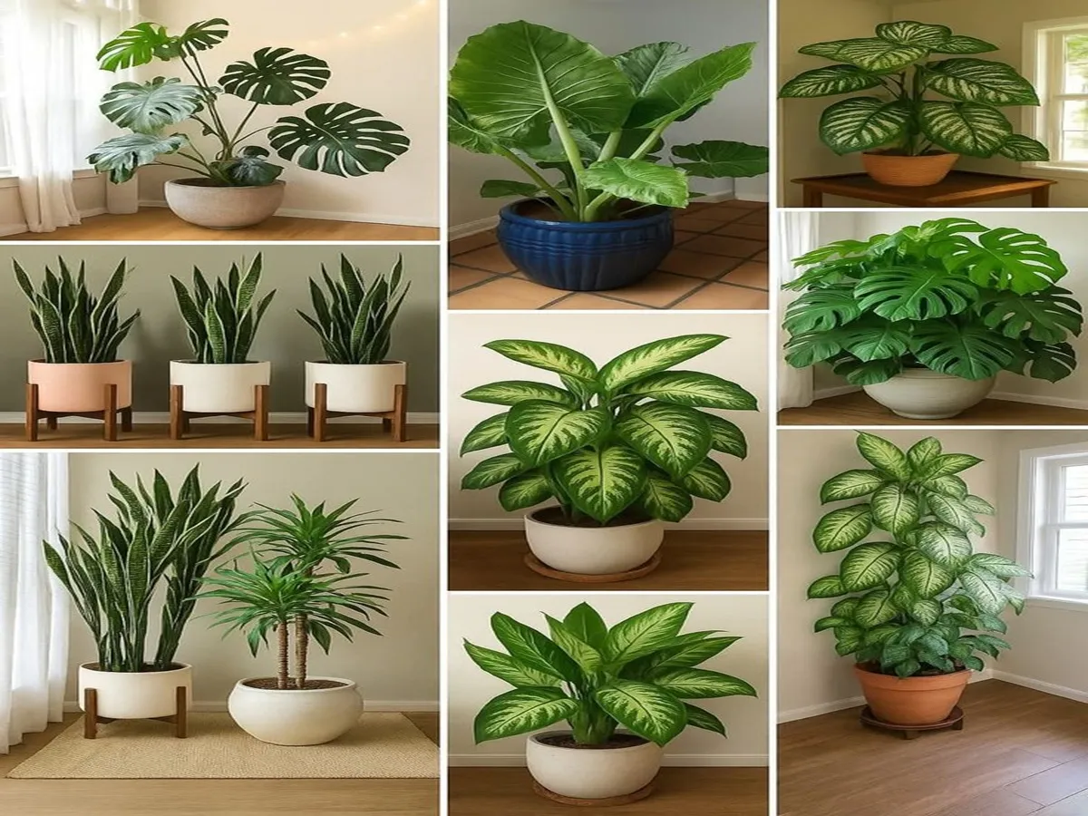 Improving air quality and health from Indoor plants: घर में ये 5 Indoor plants लगाएं, बिमारी और Pollution को दूर भगाएं