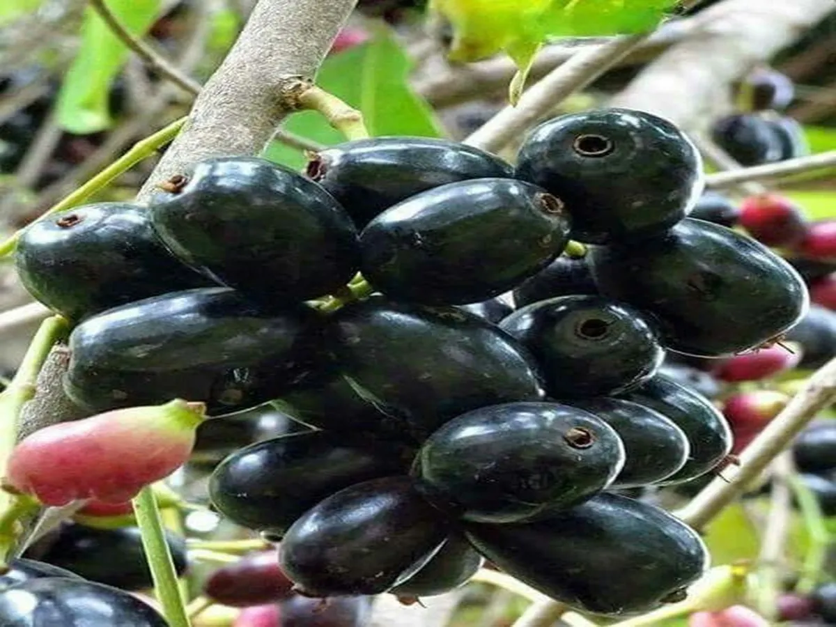 Jamun side effects: इन चार लोगों को जामुन खाने से बचना चाहिए, नहीं तो उठाना पड़ सकता भारी है नुकसान