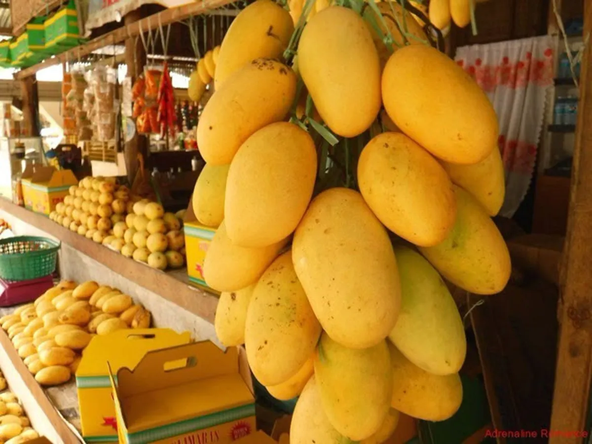 Mango Festival: स्वाद संस्कृति आम के स्वाद में रचा-बसा भारतीय उत्सव, लंगड़ा दशहरी,अल्फांसो के दिवाने लोग