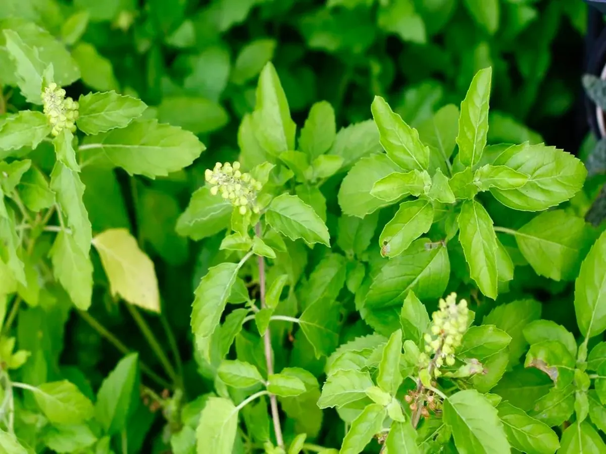 Benefits of Tulsi for Weight Loss वजन कम करने के लिए तुलसी के फायदे