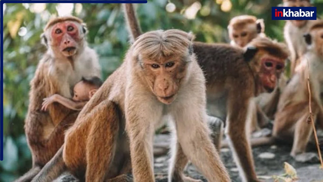 इंसान तो छोड़ो बरेली में 5 बंदरों के साथ हुई हैवानियत, दुकानदारों ने ही किया ऐसा घिनौना काम, सुन कानों से निकलने लगेगा खून