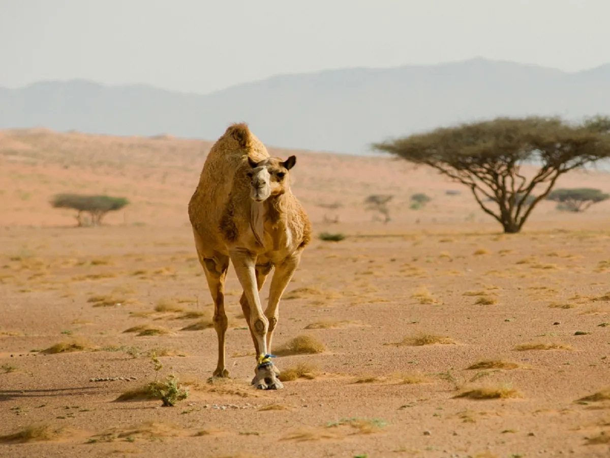 Which Animal’s Meat do Iranians Eat the Most? : चिकन, मटन से ऊंट तक, किस जानवर का मांस सबसे अधिक खाते हैं ईरान के लोग?
