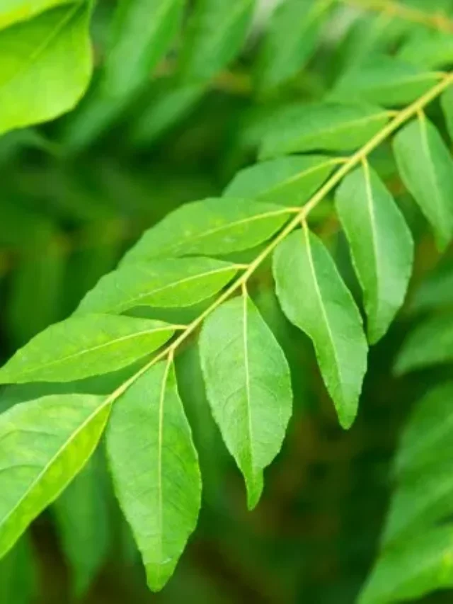 खाली पेट करी पत्ता खाने से क्या होता है?