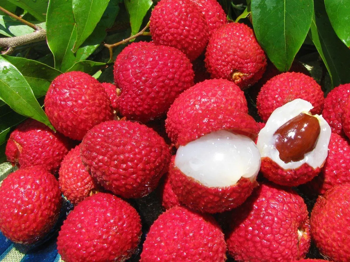 7 Disadvantages of Eating Litchi: लीची खाने के 7 बड़े नुकसान.